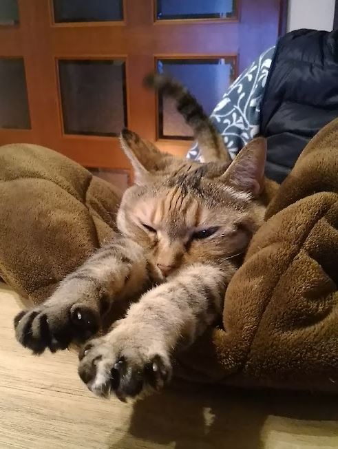 毛布でくつろぐピノ